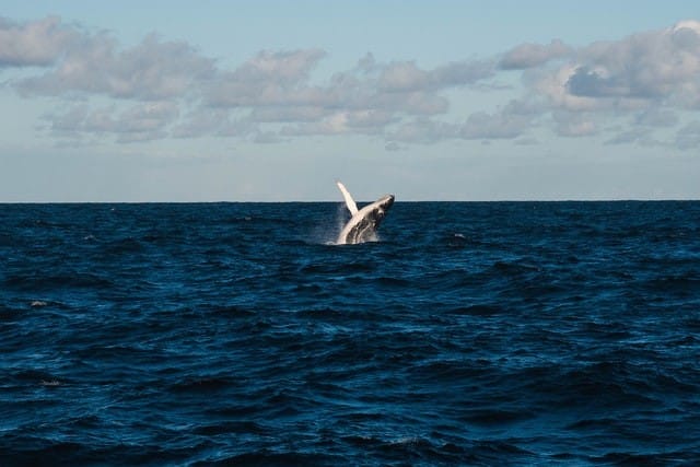ballena en el mar
